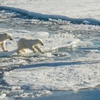 How disappearing sea ice has put Arctic ecosystem under threat