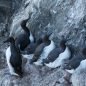Common guillemots in Iceland