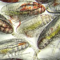 Copepods: The unsung heroes of the ocean